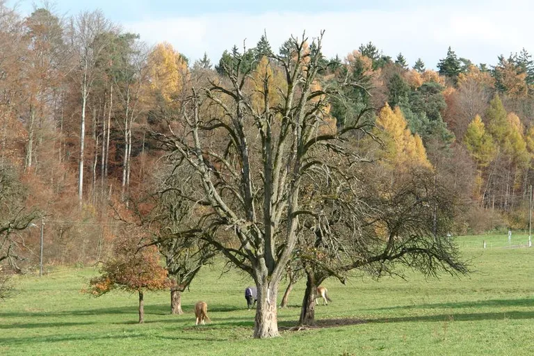 Baum_alt