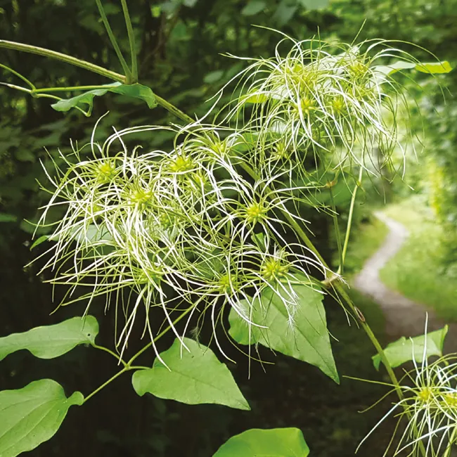 Nahaufnahme von grünen Blättern und filigranen, weißen Samenständen einer Pflanze vor einem Waldweg.