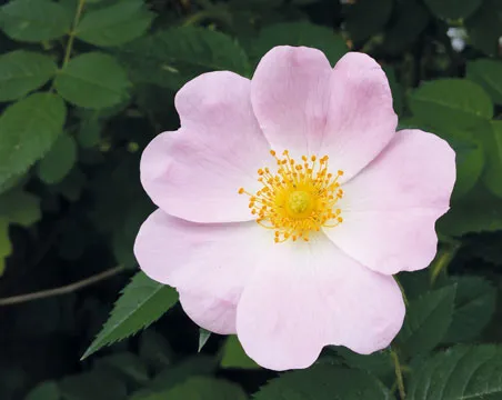 Meditation-Blume