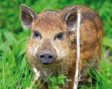 Schwein-tierfreundliche Kirche