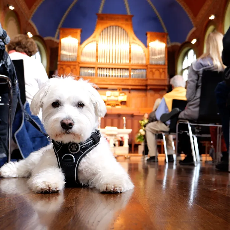 Gottesdienst Tiersegnung Hund 1
