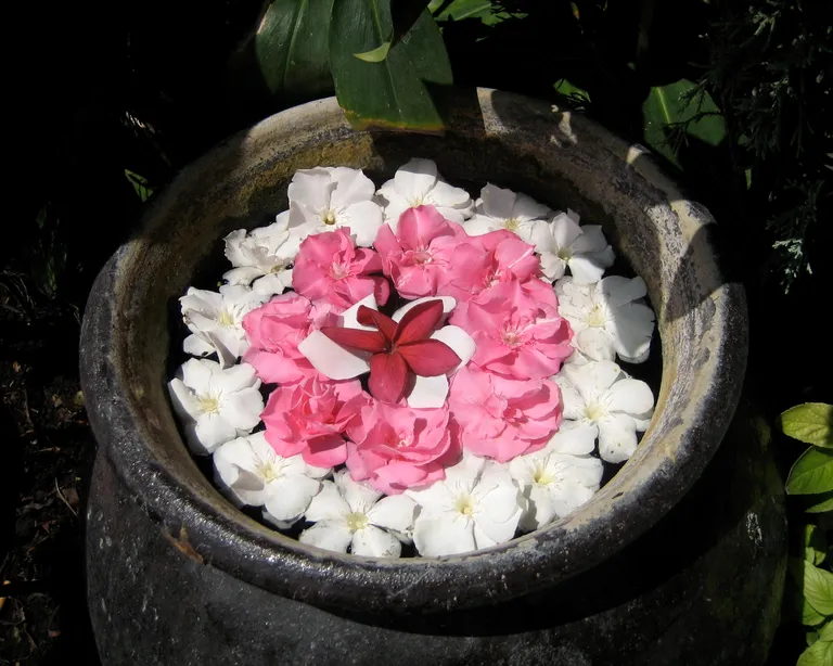 Steinschale im Garten mit Wasser, gefüllt mit weissen und rosa Blüten sowie einer roten Blüte in der Mitte, von Sonnenlicht beleuchtet.