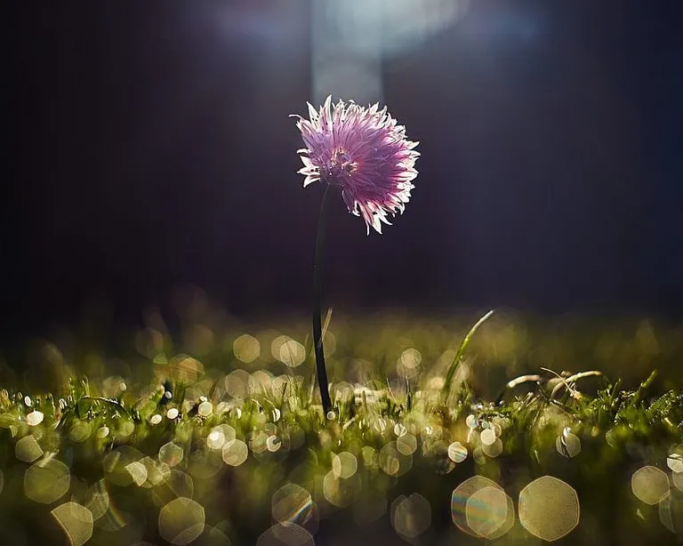 Eine einzelne rosa Blume wächst auf einer Wiese im Sonnenlicht, der Hintergrund ist unscharf und dunkel. Es geht um das Thema Trauer.