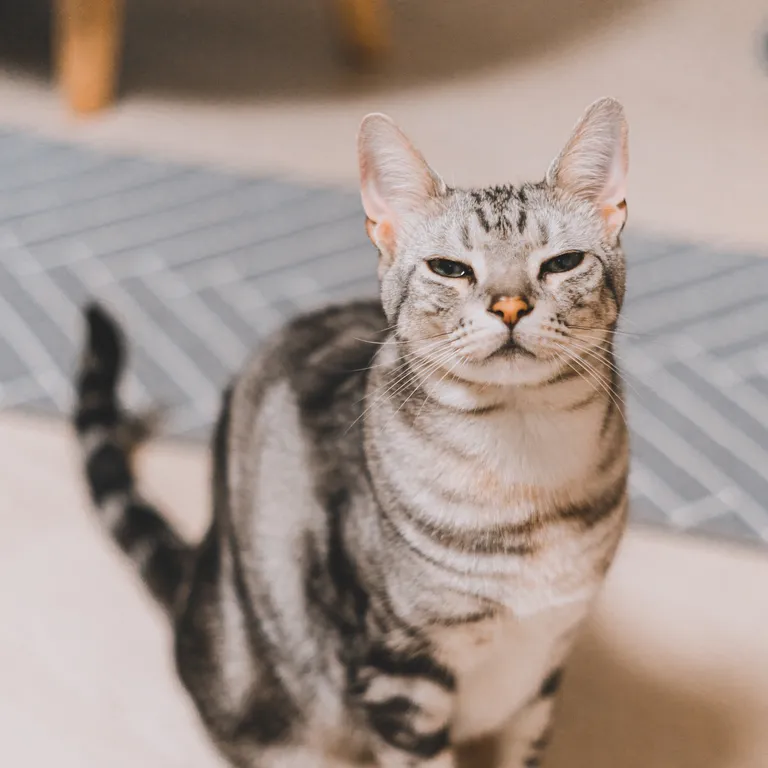 graue-katze